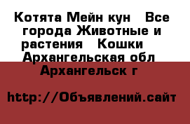 Котята Мейн кун - Все города Животные и растения » Кошки   . Архангельская обл.,Архангельск г.